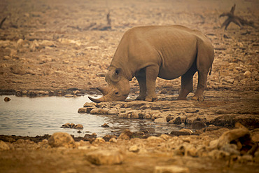 Black rhinoceros (Diceros bicornis) drinking from a waterhole in the haze in the Etosh National Park; Otavi, Oshikoto, Namibia