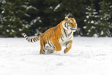 Siberian tiger (Panthera tigris altaica) running in the snow in winter; Czech Republic