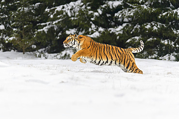 Siberian tiger (Panthera tigris altaica) in winter; Czech Republic