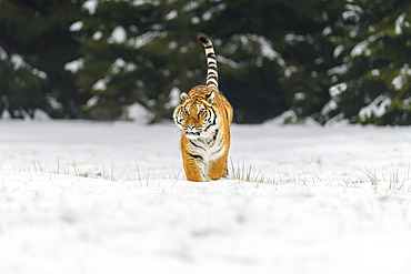 Siberian tiger (Panthera tigris altaica) in winter; Czech Republic