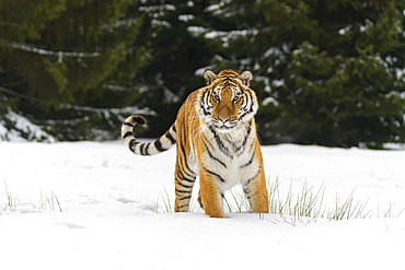 Siberian tiger (Panthera tigris altaica) in winter; Czech Republic