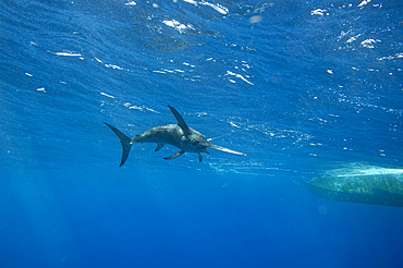 A swordfish (Xiphias gladius) caught by fishing line by the underside of a boat; Islamorada, Florida, United States of America