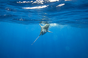 A swordfish (Xiphias gladius) caught by fishing line under the water; Islamorada, Florida, United States of America