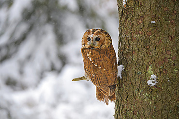 Tawny owl (Strix aluco) in a tree in winter; Europe