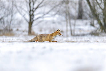 Red Fox (Vulpes vulpes) stalking in snow; Europe