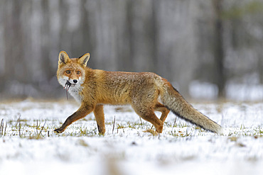 Red Fox (Vulpes vulpes) with fresh kill in it's mouth; Europe