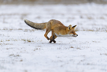 Red Fox (Vulpes vulpes) running in snow; Europe