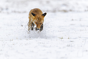 Red Fox (Vulpes vulpes) running in snow; Europe