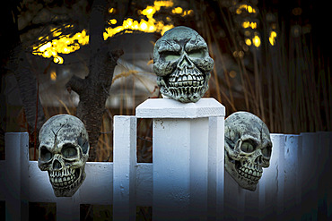 Three human skulls on display on a white fence