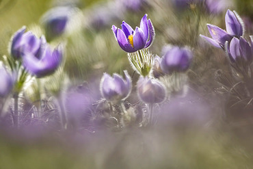 Crocus flowers in bloom; Whitehorse, Yukon, Canada