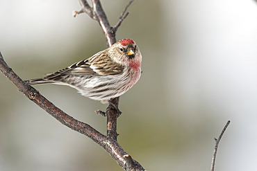 Common Redpoll (Acanthis flammea) sitting on a branch; Whitehorse, Yukon, Canada