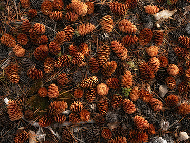 Pinecones lay scattered on the ground; Whitehorse, Yukon, Canada