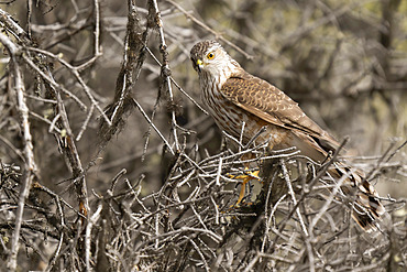 A raptor bird perched in a tree