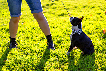 An owner stands pulling on a dog leash as a stubborn dog sits firm on the grass; North Vancouver, British Columbia, Canada