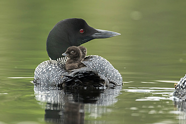 Common loon (Gavia immer), an adult loon carries two babies on his back, La Mauricie National Park; Quebec, Canada