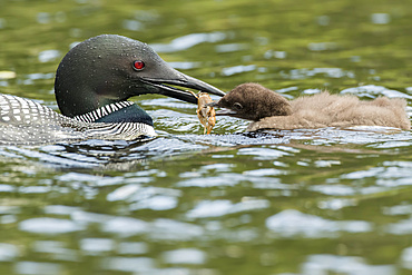 Common loon (Gavia immer) feeding a young loon with a crawfish in La Mauricie National Park; Quebec, Canada