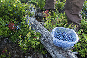 Picking wild blueberries in the region of La Maurice; Quebec, Canada