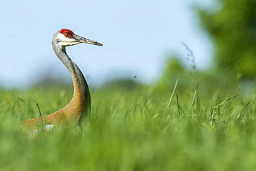 Sandhill crane (Grus canadensis) moving in a meadow; Quebec, Canada