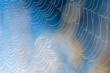 Dew beads cling to the silk web of an orb weaver spider in Oregon; Astoria, Oregon, United States of America