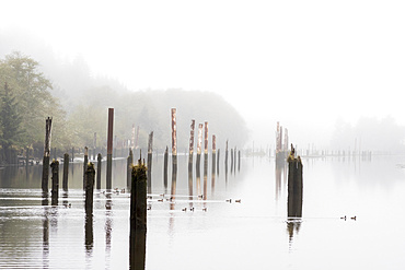 Fog creates a peaceful atmosphere on the Netul River at Lewis and Clark National Historical Park in Oregon; Astoria, Oregon, United States of America