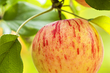 Close-up of a Duchess of Oldenburg Apple (Malus domestica) hanging on an apple tree, which grow widely in the Pacific Northwest; Astoria, Oregon, United States of America