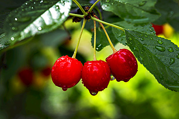 Close up of red cherries hanging on a tree with water droplets; Calgary, Alberta, Canada