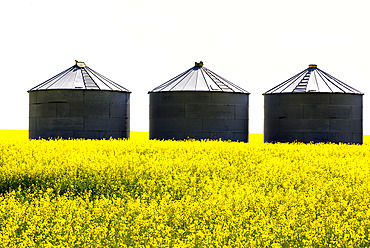 Three large metal grain storage bins in the middle of a flowering canola field with a blown-out sunny sky; East of Calgary, Alberta, Canada