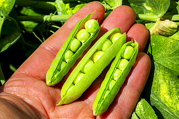 Male hand holding opened pea pods showing the peas inside with a pea plant in the background; Calgary, Alberta, Canada