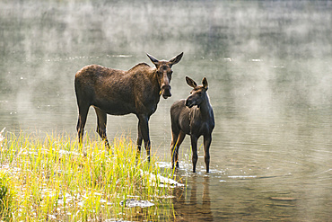 Moose cow and calf (Alces alces) standing together at the water's edge with mist rising off the surface of the water behind them, Waterton Lakes National Park; Alberta, Canada