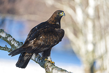 Golden Eagle (Aquila chrysaetos) in winter, Bohemian Forest; Czech Republic