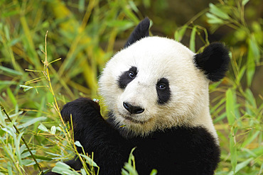 Giant Panda (Ailuropoda melanoleuca), captive in a zoo; Austria