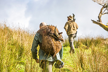 Men hunting from the Blue Duck Lodge, a working cattle farm with a focus on conservation, located in the Whanganui National Park. One man carrying goat kill on his back, (goats are a danger to the native wildlife and hunting is encouraged and educated here); Retaruke, Manawatu-Wanganui, New Zealand