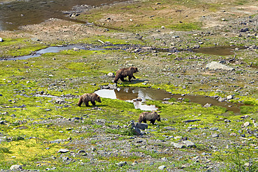 Grizzly Bear and Cubs, Coast Mountains, British Columbia, Canada