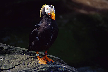 Tufted Puffin Standing on Rock, Oregon Coast, Oregon, USA