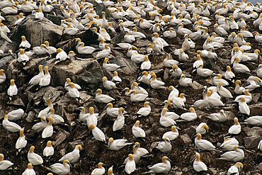 Gannets Cape Saint Mary's Newfoundland, Canada