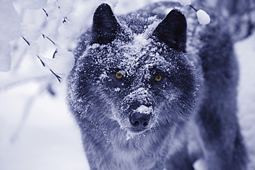 Lone Wolf In Snow