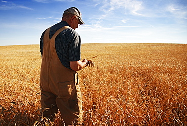 Farmer In A Field