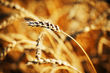 Growing Grain