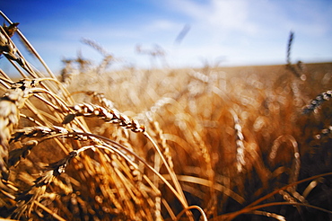 Barley In A Field