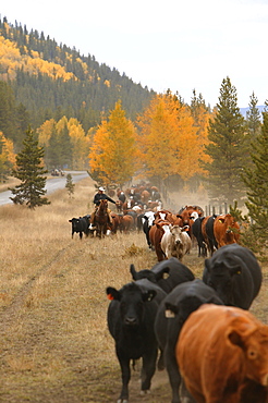 Cowboys On Cattle Roundup Southern Alberta Canada