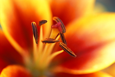 Closeup Of Red And Yellow Flower