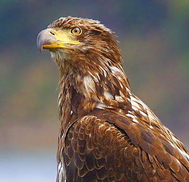 Close Up Of A Bald Eagle