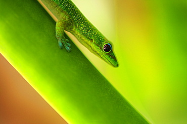 Green Gecko