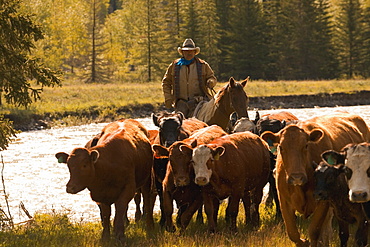 Cattle Drive, Southern Alberta, Canada