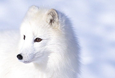 Arctic Fox (Alopex Lagopus)