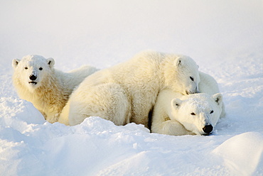 Polar Bears