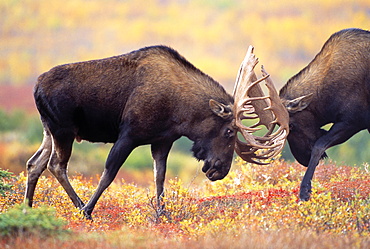 Moose Sparring