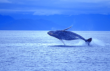 Humpback Whale Breach