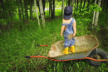 Little Boy In A Wheelbarrow