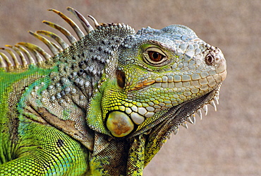 Iguana Profile